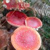 Amanita muscar